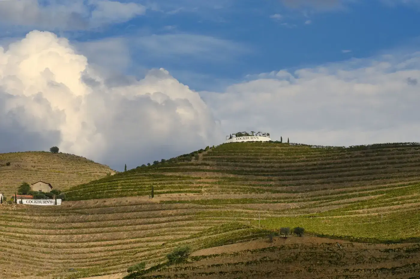 Scenic view of Cockburn's vineyard on a rolling hillside in Carrazeda de Ansiães, Portugal.