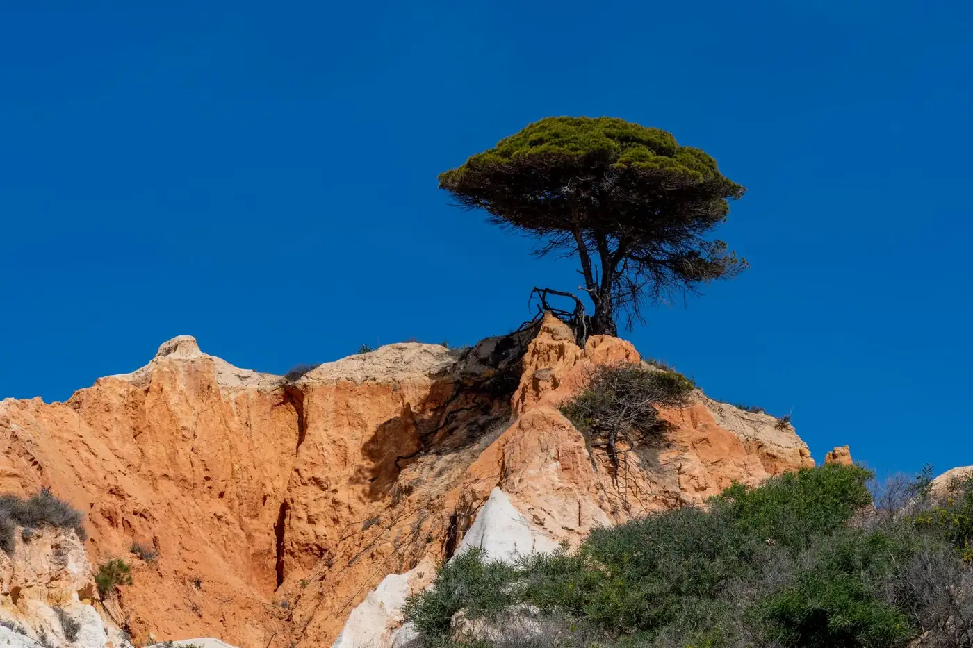 Stunning Algarve cliff with a lone pine tree under a clear blue sky.
